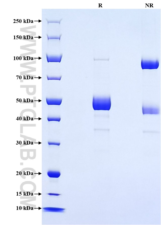 Purity of Recombinant Mouse APRIL was determined by SDS-PAGE. The protein was resolved in an SDS-PAGE in reducing (R) and non-reducing (NR) conditions and stained using Coomassie blue.