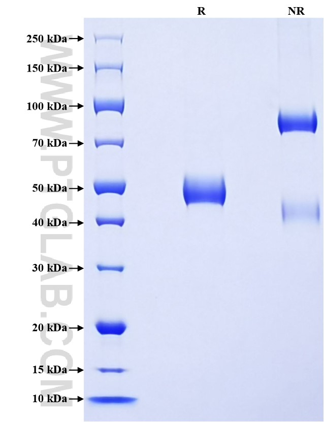 Purity of Recombinant Mouse OX40L was determined by SDS-PAGE. The protein was resolved in an SDS-PAGE in reducing (R) and non-reducing (NR) conditions and stained using Coomassie blue.