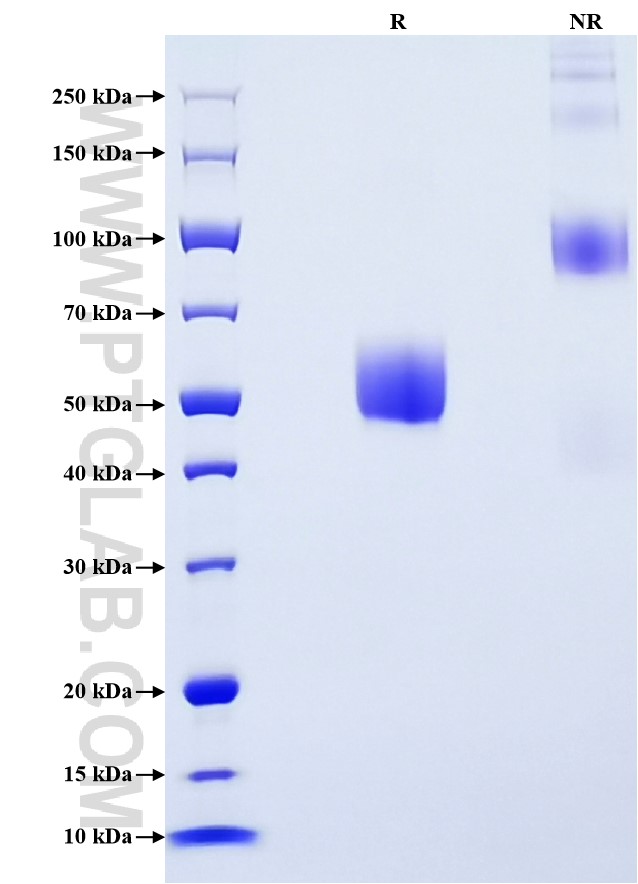 Purity of Recombinant Mouse DR5 was determined by SDS-PAGE. The protein was resolved in an SDS-PAGE in reducing (R) and non-reducing (NR) conditions and stained using Coomassie blue.