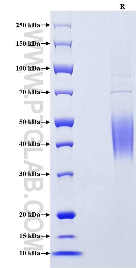 Purity of Recombinant Mouse 2B4 was determined by SDS-PAGE. The protein was resolved in an SDS-PAGE in reducing (R) conditions and stained using Coomassie blue.