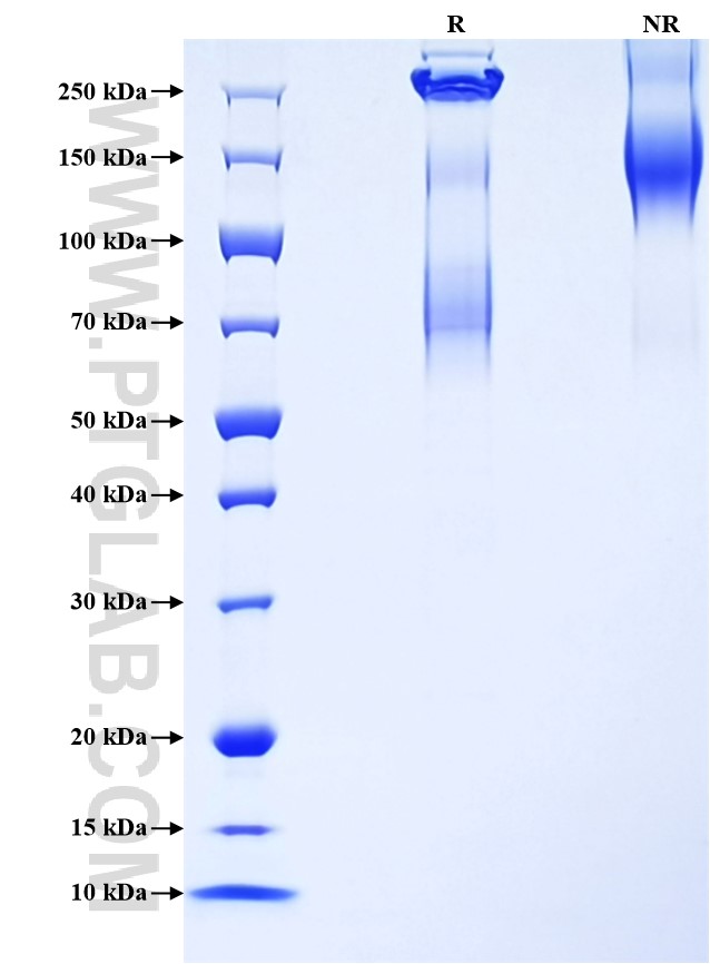 Purity of Recombinant Human LYVE-1 was determined by SDS-PAGE. The protein was resolved in an SDS-PAGE in reducing (R) and non-reducing (NR) conditions and stained using Coomassie blue.