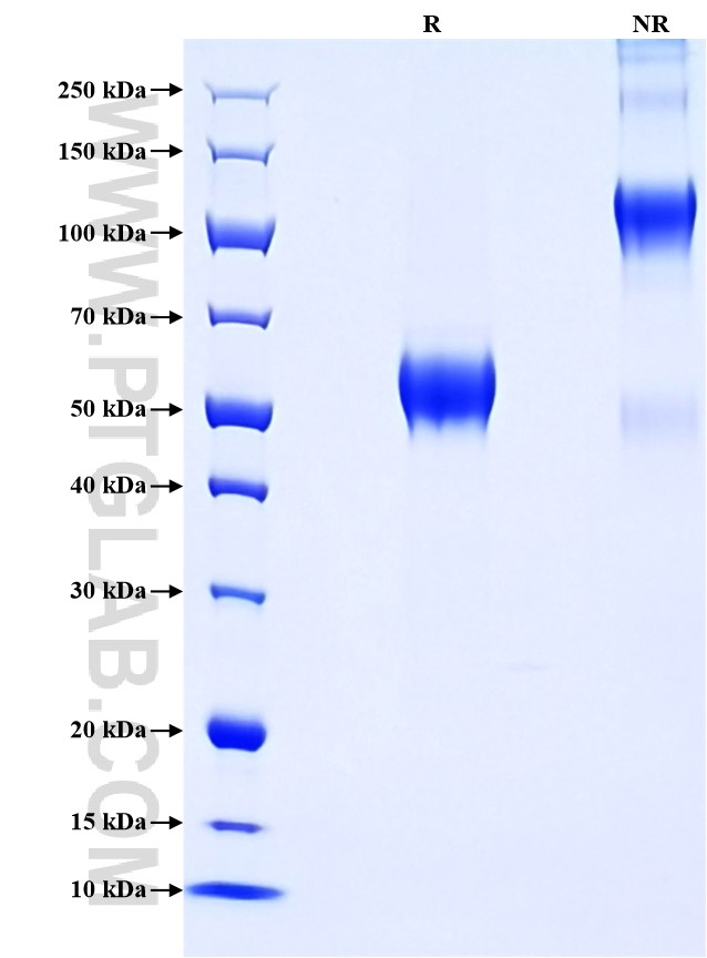 Purity of Recombinant Mouse TNFRSF9 was determined by SDS-PAGE. The protein was resolved in an SDS-PAGE in reducing (R) and non-reducing (NR) conditions and stained using Coomassie blue.