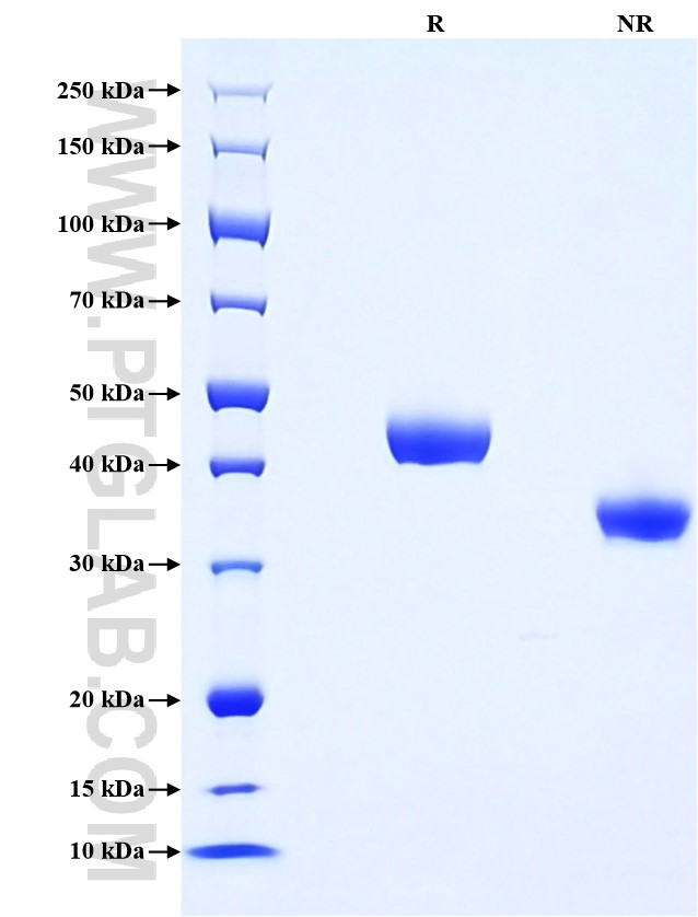 Purity of Recombinant Human Nectin-2 was determined by SDS-PAGE. The protein was resolved in an SDS-PAGE in reducing (R) and non-reducing (NR) conditions and stained using Coomassie blue. Purity of Recombinant Human Nectin-2 was determined by SDS-PAGE. The protein was resolved in an SDS-PAGE in reducing (R) and non-reducing (NR) conditions and stained using Coomassie blue.