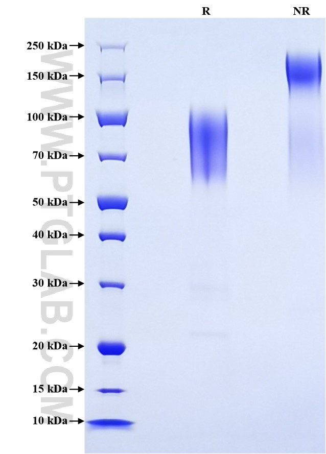 Purity of Recombinant Human CD164 was determined by SDS-PAGE. The protein was resolved in an SDS-PAGE in reducing (R) and non-reducing (NR) conditions and stained using Coomassie blue.