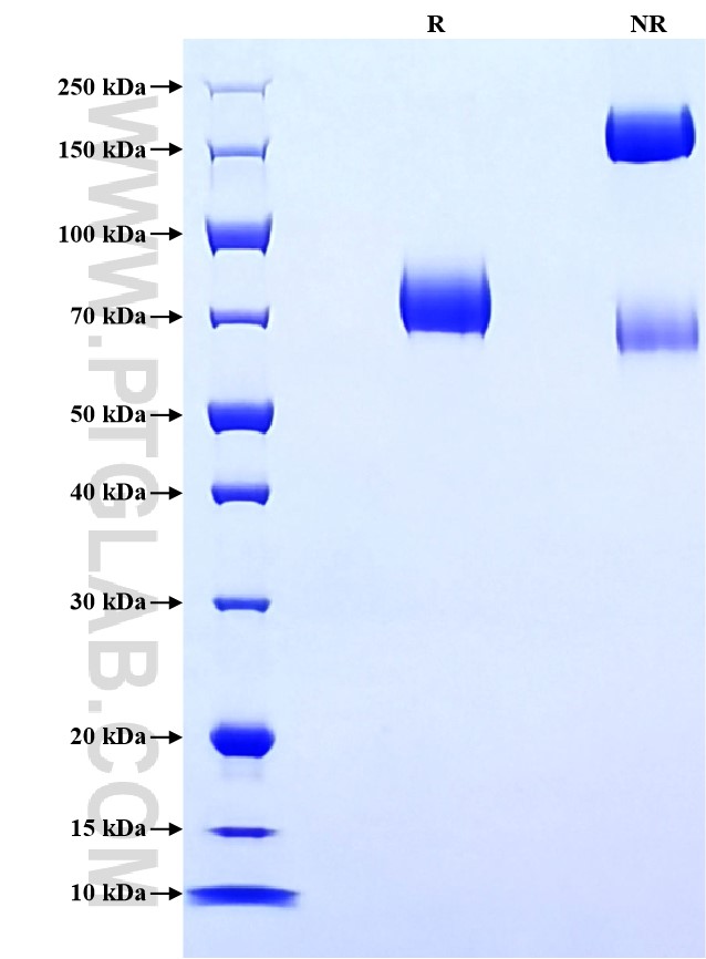 Purity of Recombinant Human Nectin-1 was determined by SDS-PAGE. The protein was resolved in an SDS-PAGE in reducing (R) and non-reducing (NR) conditions and stained using Coomassie blue.