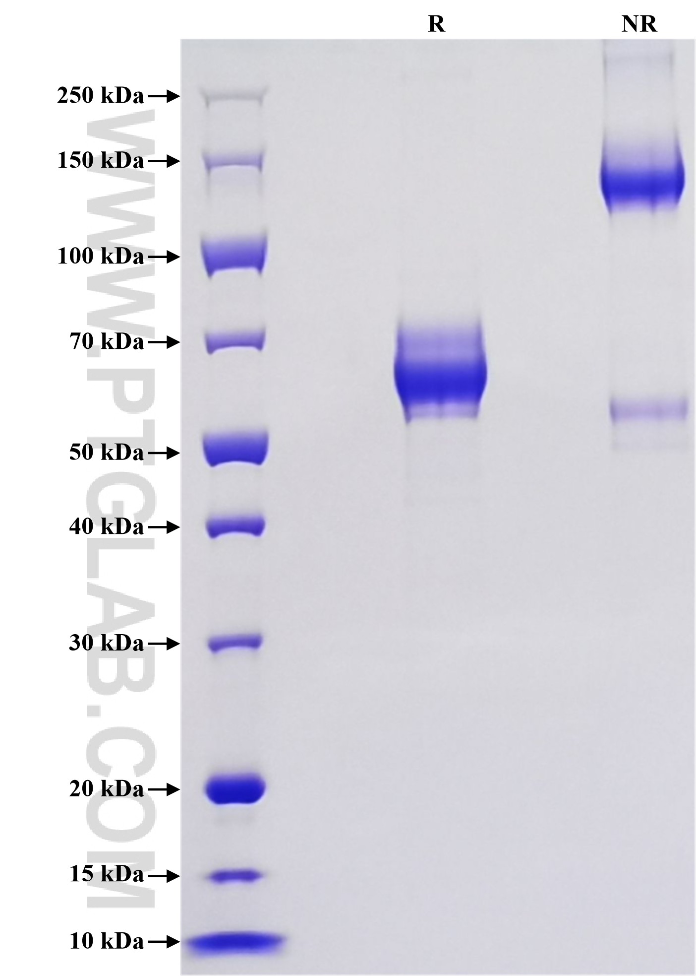 Purity of Recombinant Human ILT-3 was determined by SDS-PAGE. The protein was resolved in an SDS-PAGE in reducing (R) and non-reducing (NR) conditions and stained using Coomassie blue.