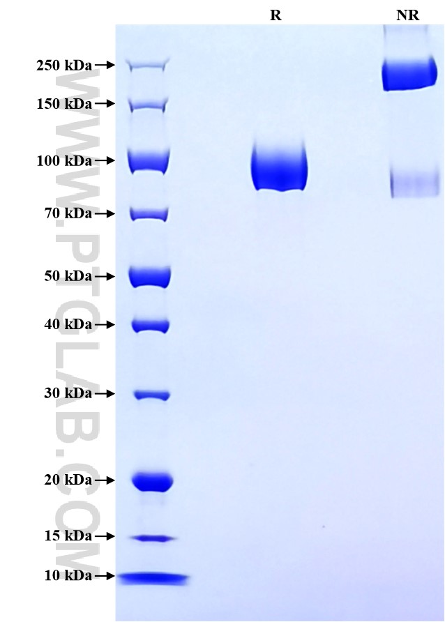 Purity of Recombinant Human LILRA2 was determined by SDS-PAGE. The protein was resolved in an SDS-PAGE in reducing (R) and non-reducing (NR) conditions and stained using Coomassie blue.