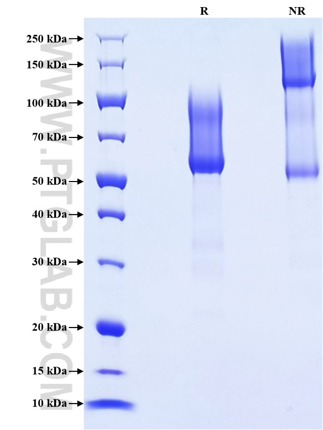 Purity of Recombinant Human CD43 was determined by SDS-PAGE. The protein was resolved in an SDS-PAGE in reducing (R) and non-reducing (NR) conditions and stained using Coomassie blue.