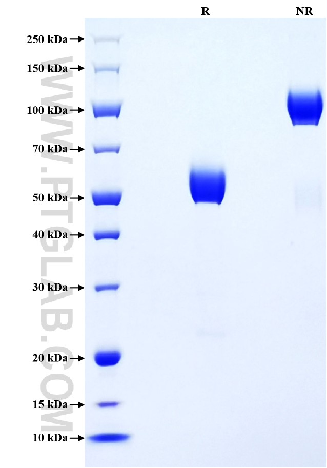 Purity of Recombinant Human CD47 was determined by SDS-PAGE. The protein was resolved in an SDS-PAGE in reducing (R) and non-reducing (NR) conditions and stained using Coomassie blue.