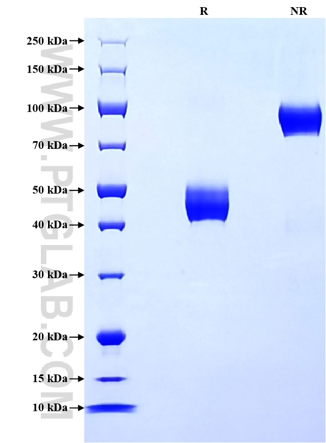 Purity of Recombinant Human CD69 was determined by SDS-PAGE. The protein was resolved in an SDS-PAGE in reducing (R) and non-reducing (NR) conditions and stained using Coomassie blue.