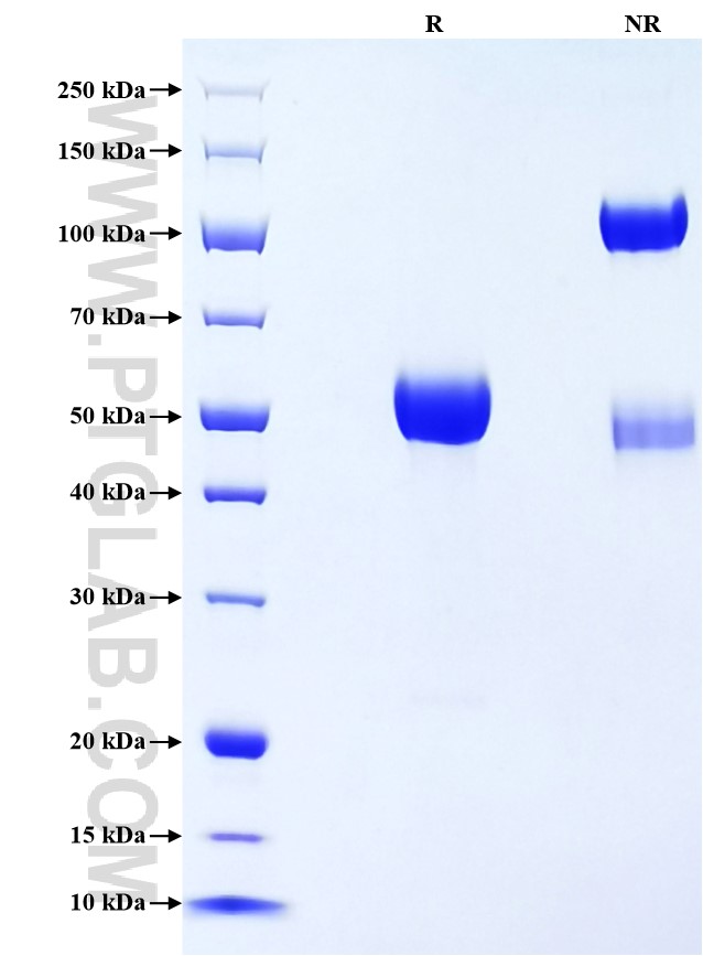 Purity of Recombinant Human CD40 was determined by SDS-PAGE. The protein was resolved in an SDS-PAGE in reducing (R) and non-reducing (NR) conditions and stained using Coomassie blue.