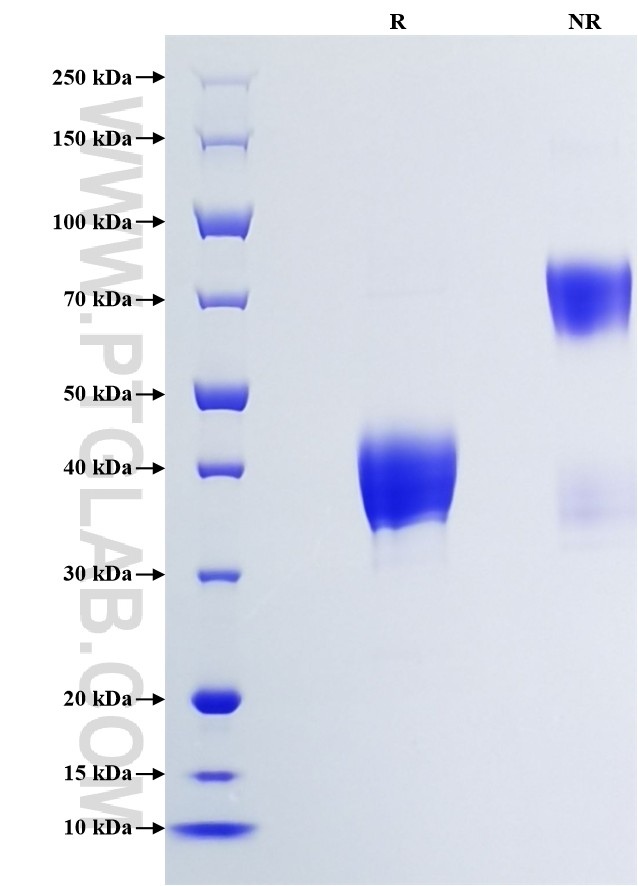 Purity of Recombinant Human TNFRSF17 was determined by SDS-PAGE. The protein was resolved in an SDS-PAGE in reducing (R) and non-reducing (NR) conditions and stained using Coomassie blue.