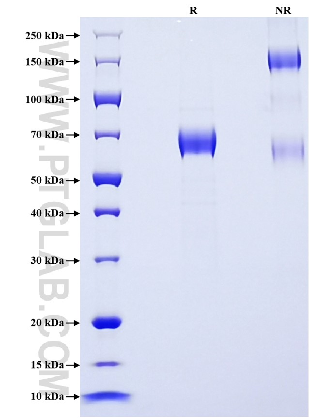 Purity of Recombinant Mouse NKp46 was determined by SDS-PAGE. The protein was resolved in an SDS-PAGE in reducing (R) and non-reducing (NR) conditions and stained using Coomassie blue.