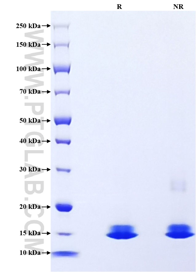 Purity of Recombinant Human TDP-43 was determined by SDS-PAGE. The protein was resolved in an SDS-PAGE in reducing (R) and non-reducing (NR) conditions and stained using Coomassie blue.
