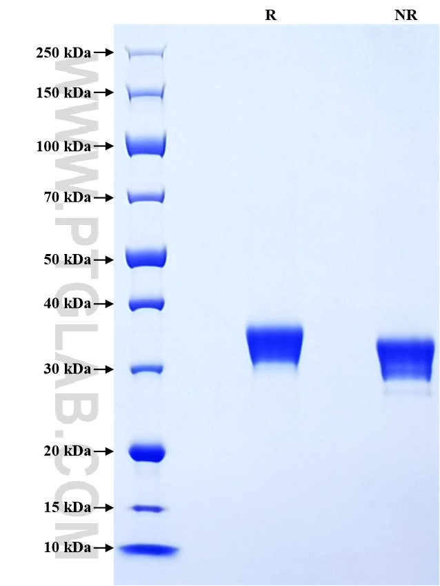 Purity of Recombinant Mouse EpCAM was determined by SDS-PAGE. The protein was resolved in an SDS-PAGE in reducing (R) and non-reducing (NR) conditions and stained using Coomassie blue.