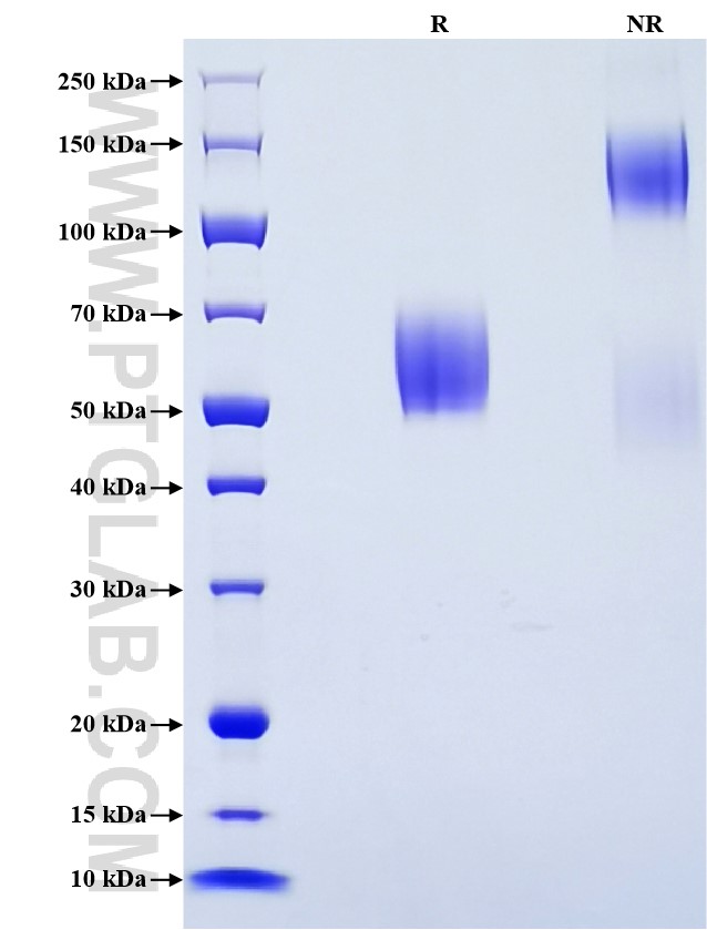 Purity of Recombinant Human CD300C was determined by SDS-PAGE. The protein was resolved in an SDS-PAGE in reducing (R) and non-reducing (NR) conditions and stained using Coomassie blue.