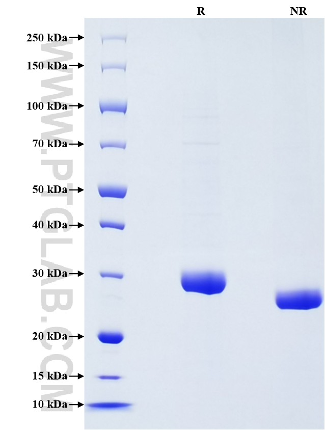 Purity of Recombinant Human BTN3A1 was determined by SDS-PAGE. The protein was resolved in an SDS-PAGE in reducing (R) and non-reducing (NR) conditions and stained using Coomassie blue.