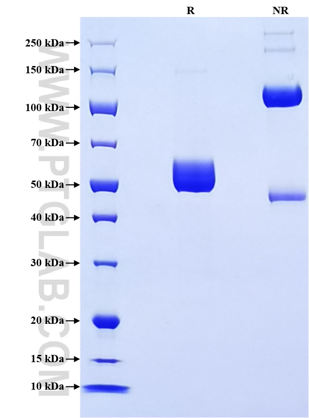 Purity of Recombinant Human BTN3A1 was determined by SDS-PAGE. The protein was resolved in an SDS-PAGE in reducing (R) and non-reducing (NR) conditions and stained using Coomassie blue.