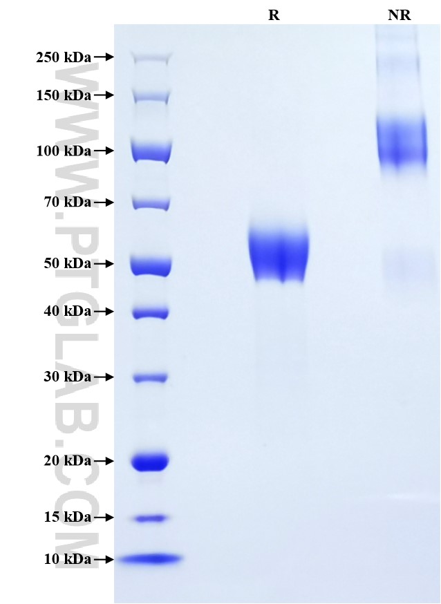 Purity of Recombinant Human BTLA was determined by SDS-PAGE. The protein was resolved in an SDS-PAGE in reducing (R) and non-reducing (NR) conditions and stained using Coomassie blue.