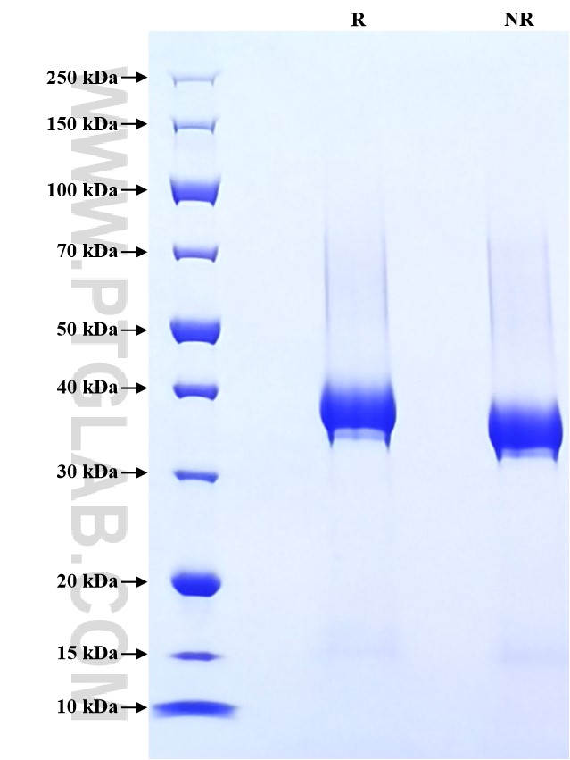 Purity of Recombinant Human CD23 was determined by SDS-PAGE. The protein was resolved in an SDS-PAGE in reducing (R) and non-reducing (NR) conditions and stained using Coomassie blue.