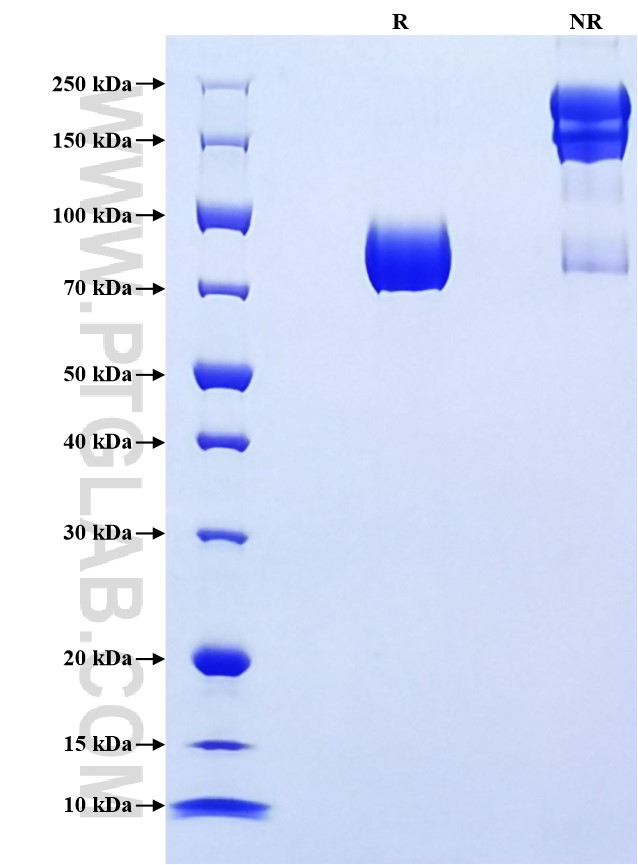 Purity of Recombinant Human CD98 was determined by SDS-PAGE. The protein was resolved in an SDS-PAGE in reducing (R) and non-reducing (NR) conditions and stained using Coomassie blue.