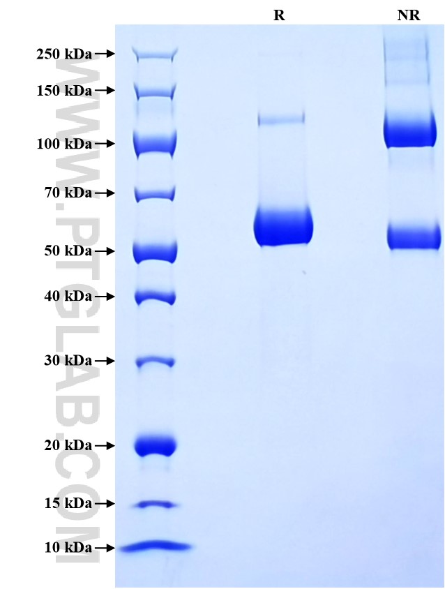 Purity of Recombinant Mouse TNFSF11 was determined by SDS-PAGE. The protein was resolved in an SDS-PAGE in reducing (R) and non-reducing (NR) conditions and stained using Coomassie blue.