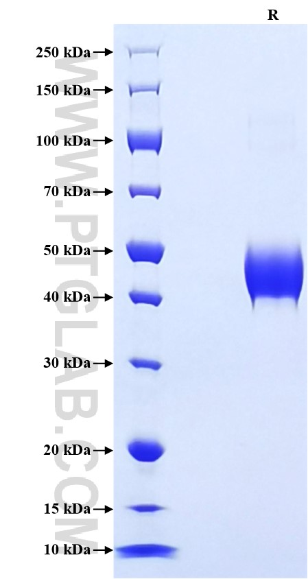 Purity of Recombinant Human BST2 was determined by SDS-PAGE. The protein was resolved in an SDS-PAGE in reducing (R) conditions and stained using Coomassie blue.