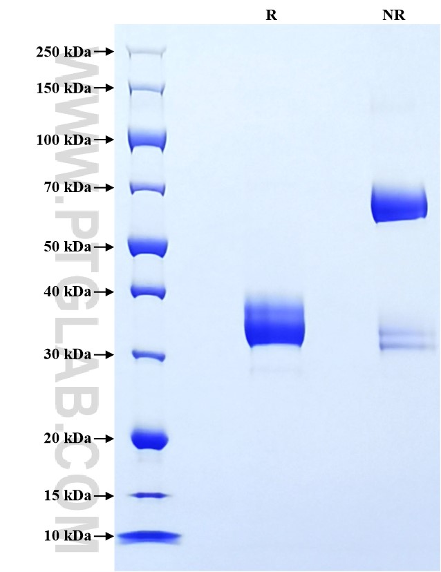 Purity of Recombinant Mouse EGF was determined by SDS-PAGE. The protein was resolved in an SDS-PAGE in reducing (R) and non-reducing (NR) conditions and stained using Coomassie blue.
