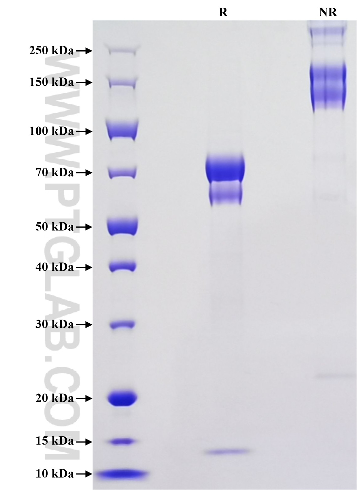 Purity of Recombinant Human GDF8 was determined by SDS-PAGE. The protein was resolved in an SDS-PAGE in reducing (R) and non-reducing (NR) conditions and stained using Coomassie blue.
