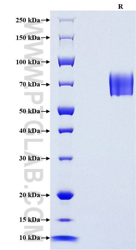 Purity of Recombinant Human ICAM2 was determined by SDS-PAGE. The protein was resolved in an SDS-PAGE in reducing (R) conditions and stained using Coomassie blue.