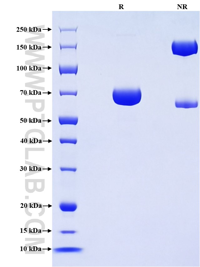 Purity of Recombinant Mouse Nectin-2 was determined by SDS-PAGE. The protein was resolved in an SDS-PAGE in reducing (R) and non-reducing (NR) conditions and stained using Coomassie blue.