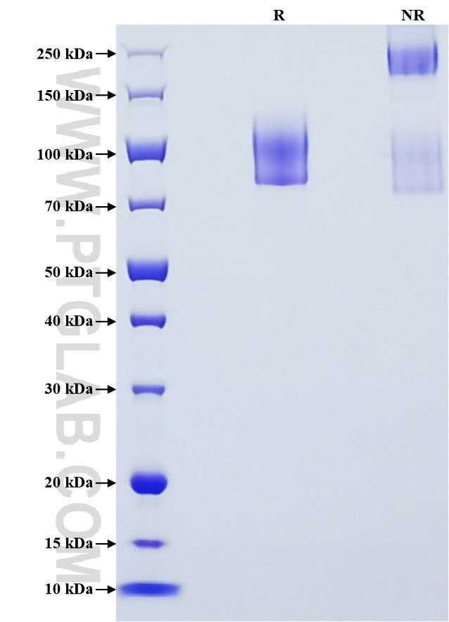 Purity of Recombinant Human CD68 was determined by SDS-PAGE. The protein was resolved in an SDS-PAGE in reducing (R) and non-reducing (NR) conditions and stained using Coomassie blue.