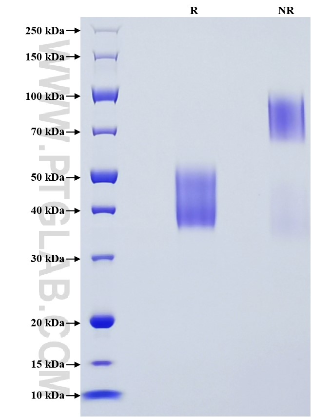 Purity of Recombinant Mouse CD24 was determined by SDS-PAGE. The protein was resolved in an SDS-PAGE in reducing (R) and non-reducing (NR) conditions and stained using Coomassie blue.
