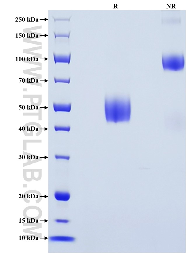 Purity of Recombinant Mouse CD63 was determined by SDS-PAGE. The protein was resolved in an SDS-PAGE in reducing (R) and non-reducing (NR) conditions and stained using Coomassie blue.