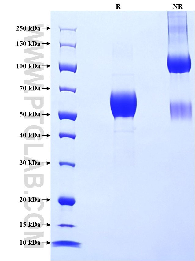 Purity of Recombinant Human CD30 Ligand was determined by SDS-PAGE. The protein was resolved in an SDS-PAGE in reducing (R) and non-reducing (NR) conditions and stained using Coomassie blue.