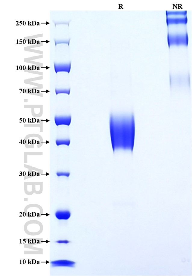 Purity of Recombinant Human PSCA was determined by SDS-PAGE. The protein was resolved in an SDS-PAGE in reducing (R) and non-reducing (NR) conditions and stained using Coomassie blue.