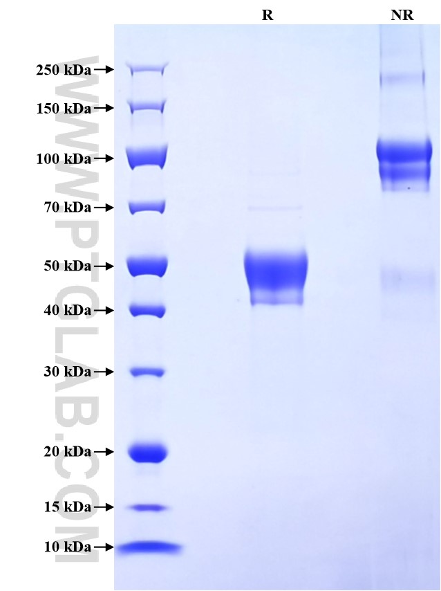 Purity of Recombinant Human FUT4 was determined by SDS-PAGE. The protein was resolved in an SDS-PAGE in reducing (R) and non-reducing (NR) conditions and stained using Coomassie blue.