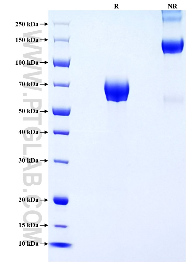 Purity of Recombinant Human BTN2A1 was determined by SDS-PAGE. The protein was resolved in an SDS-PAGE in reducing (R) and non-reducing (NR) conditions and stained using Coomassie blue.