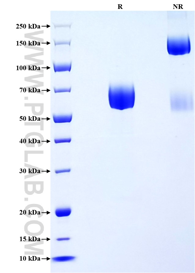 Purity of Recombinant Human CD244 was determined by SDS-PAGE. The protein was resolved in an SDS-PAGE in reducing (R) and non-reducing (NR) conditions and stained using Coomassie blue.