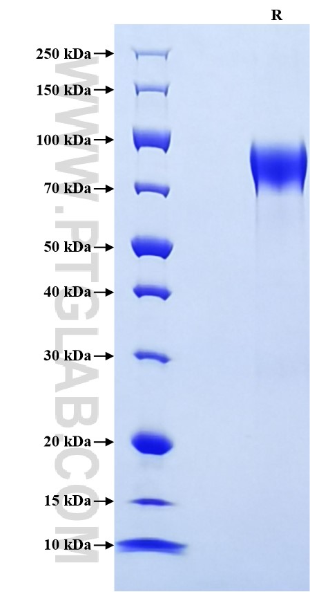 Purity of Recombinant Human IL-17RA was determined by SDS-PAGE. The protein was resolved in an SDS-PAGE in reducing (R) conditions and stained using Coomassie blue.