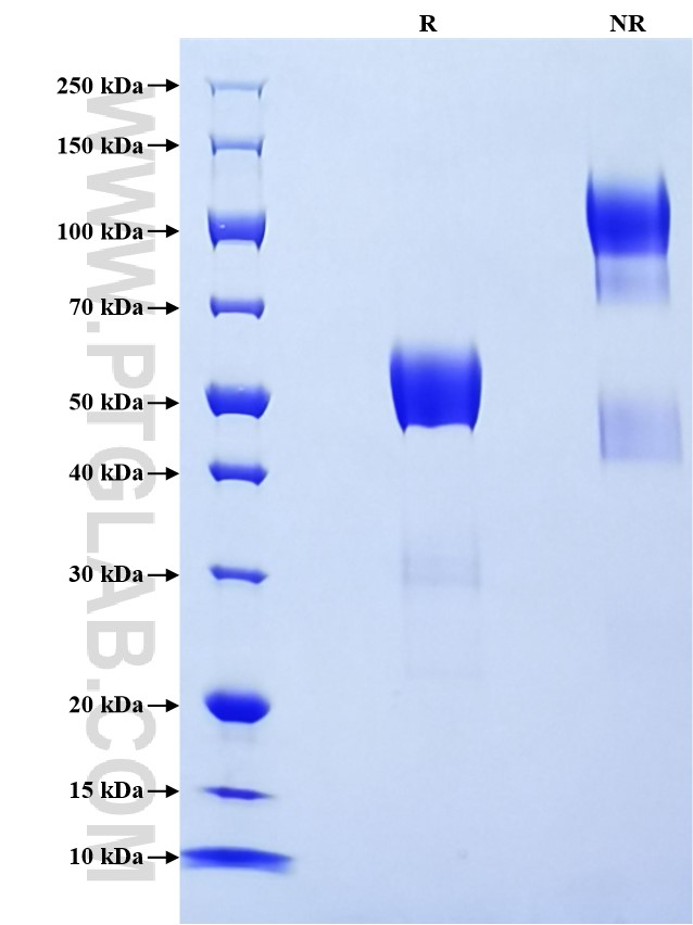 Purity of Recombinant Human LAIR1 was determined by SDS-PAGE. The protein was resolved in an SDS-PAGE in reducing (R) and non-reducing (NR) conditions and stained using Coomassie blue.