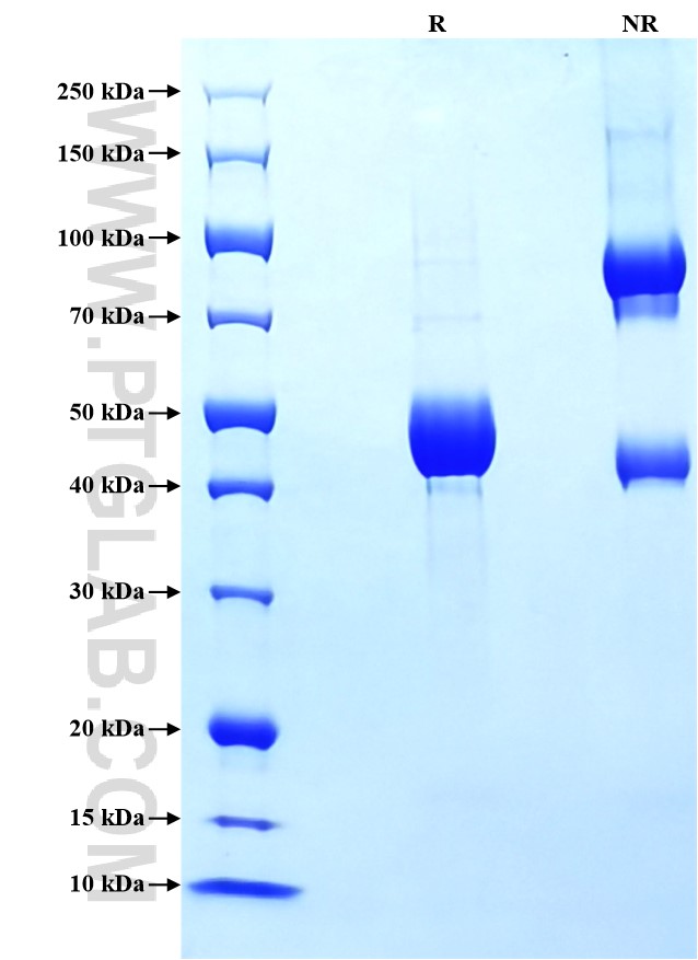 Purity of Recombinant Mouse CD40L was determined by SDS-PAGE. The protein was resolved in an SDS-PAGE in reducing (R) and non-reducing (NR) conditions and stained using Coomassie blue.