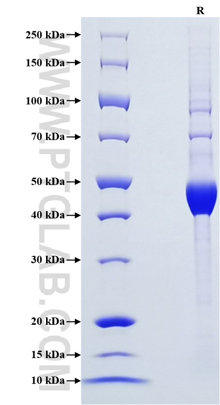 Purity of Recombinant Human EDDM3B was determined by SDS-PAGE. The protein was resolved in an SDS-PAGE in reducing (R) conditions and stained using Coomassie blue.