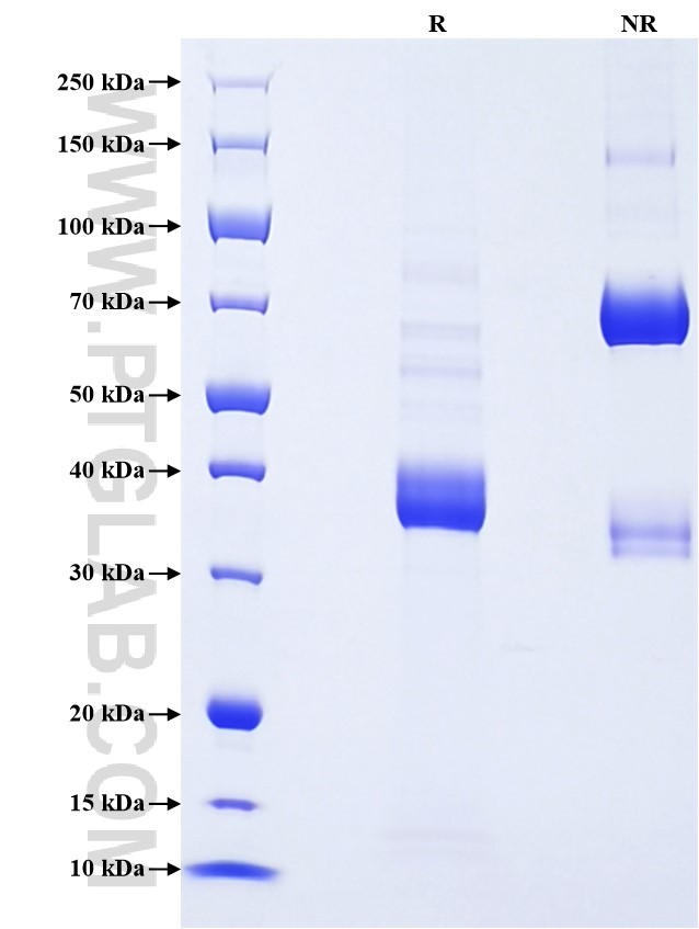 Purity of Recombinant Human CCL27 was determined by SDS-PAGE. The protein was resolved in an SDS-PAGE in reducing (R) and non-reducing (NR) conditions and stained using Coomassie blue.