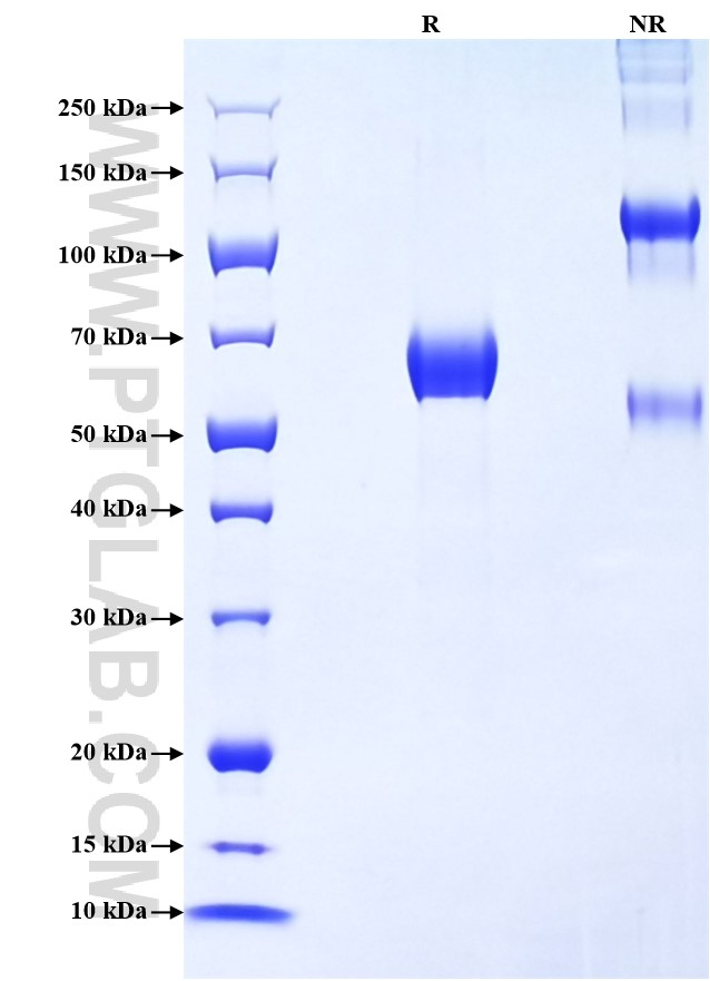 Purity of Recombinant Human EMR2 was determined by SDS-PAGE. The protein was resolved in an SDS-PAGE in reducing (R) and non-reducing (NR) conditions and stained using Coomassie blue.