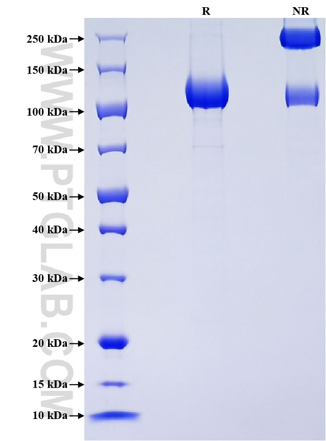 Purity of Recombinant Human CDCP1 was determined by SDS-PAGE. The protein was resolved in an SDS-PAGE in reducing (R) and non-reducing (NR) conditions and stained using Coomassie blue.