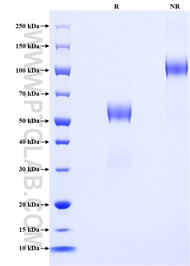 Purity of Recombinant Human CD94 was determined by SDS-PAGE. The protein was resolved in an SDS-PAGE in reducing (R) and non-reducing (NR) conditions and stained using Coomassie blue.