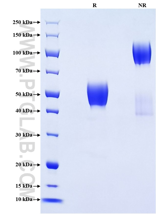 Purity of Recombinant Mouse LAIR1 was determined by SDS-PAGE. The protein was resolved in an SDS-PAGE in reducing (R) and non-reducing (NR) conditions and stained using Coomassie blue.