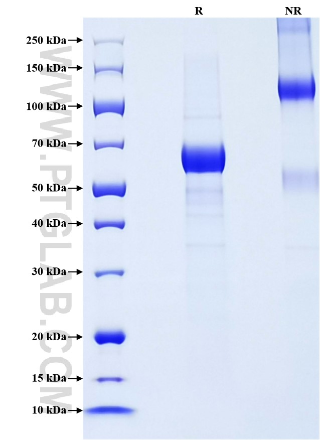 Purity of Recombinant Rat Dkk1 was determined by SDS-PAGE. The protein was resolved in an SDS-PAGE in reducing (R) and non-reducing (NR) conditions and stained using Coomassie blue.