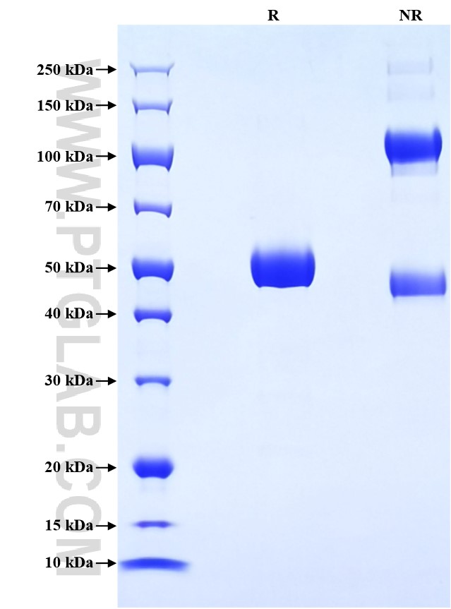 Purity of Recombinant Human PRDM1 was determined by SDS-PAGE. The protein was resolved in an SDS-PAGE in reducing (R) and non-reducing (NR) conditions and stained using Coomassie blue.